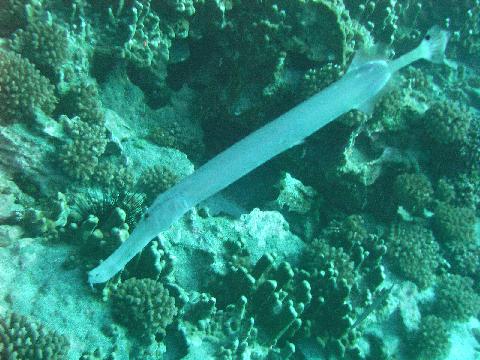 http://www.sword-fish1.com/news/06060326.jpg