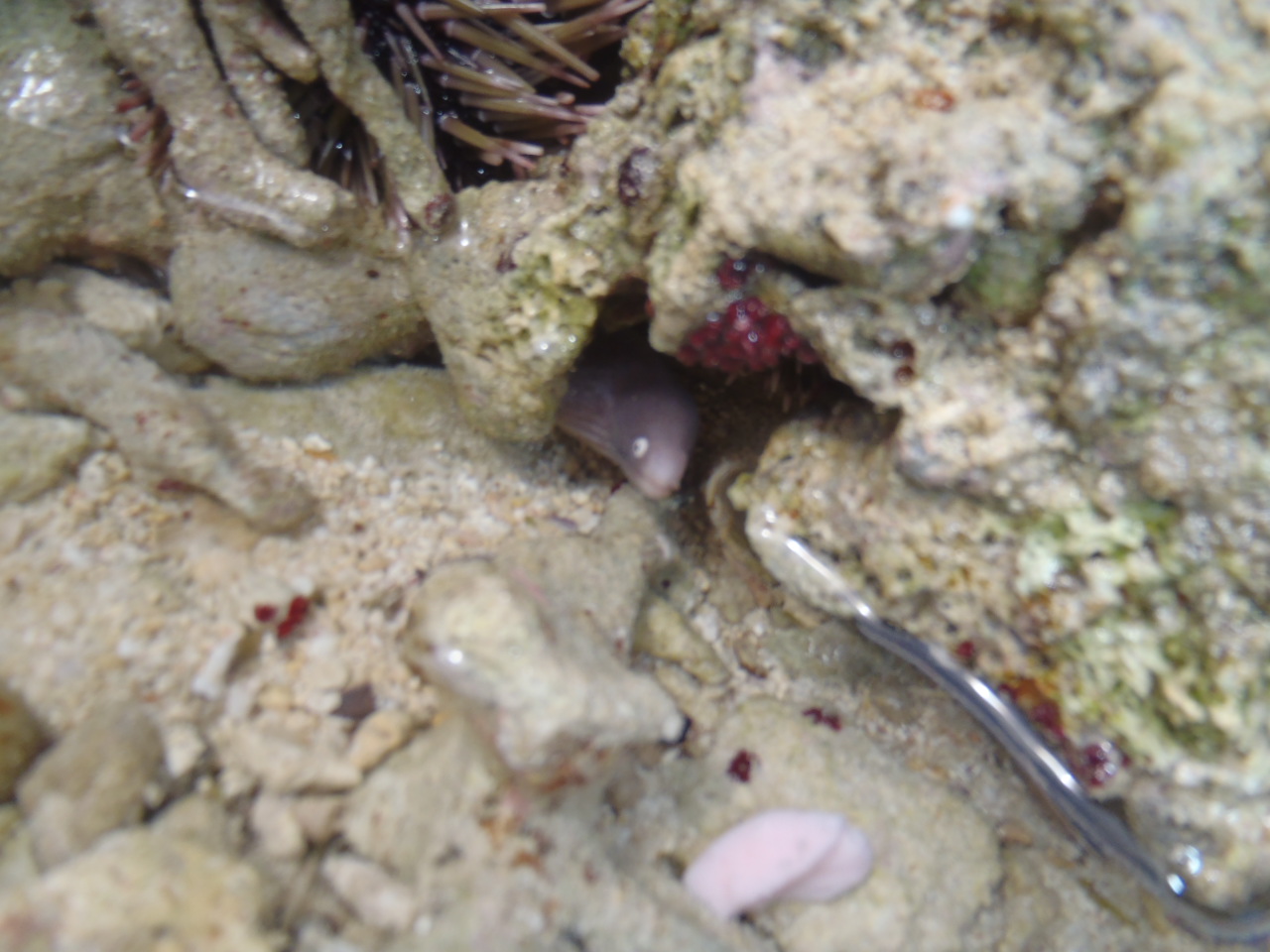 http://www.sword-fish1.com/news/P4071033.JPG