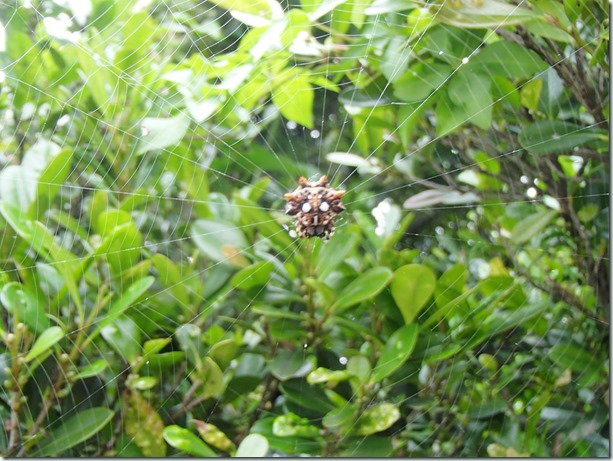 P4230079