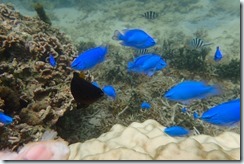 12時ｼｹﾞﾀ様ﾑﾗｻｷ様ﾎｽﾞﾐ様 (22)