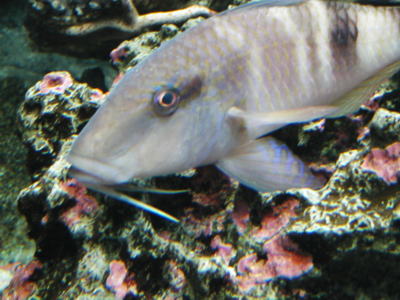 http://www.sword-fish1.com/news/ojisan2.jpg