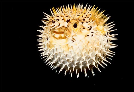 http://www.sword-fish1.com/news/puffer-fish-puffed.jpg