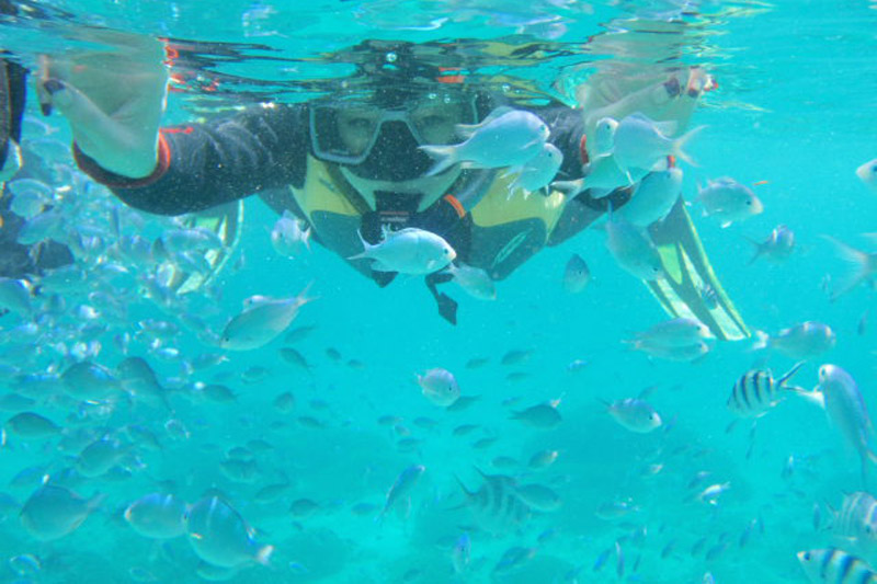 熱帯魚餌付けシュノーケル