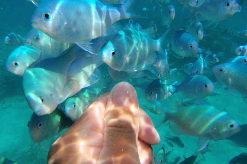 热带鱼喂食浮潜