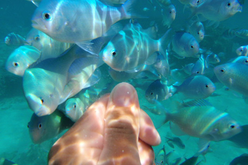 熱帯魚餌付けシュノーケル