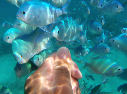 熱帯魚餌付けシュノーケル