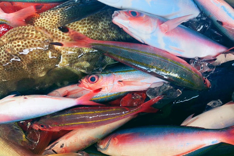 釣れる魚