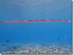 P5210276